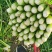 优质芹菜法国皇后芹菜河南蔬菜基地直发可视频看货