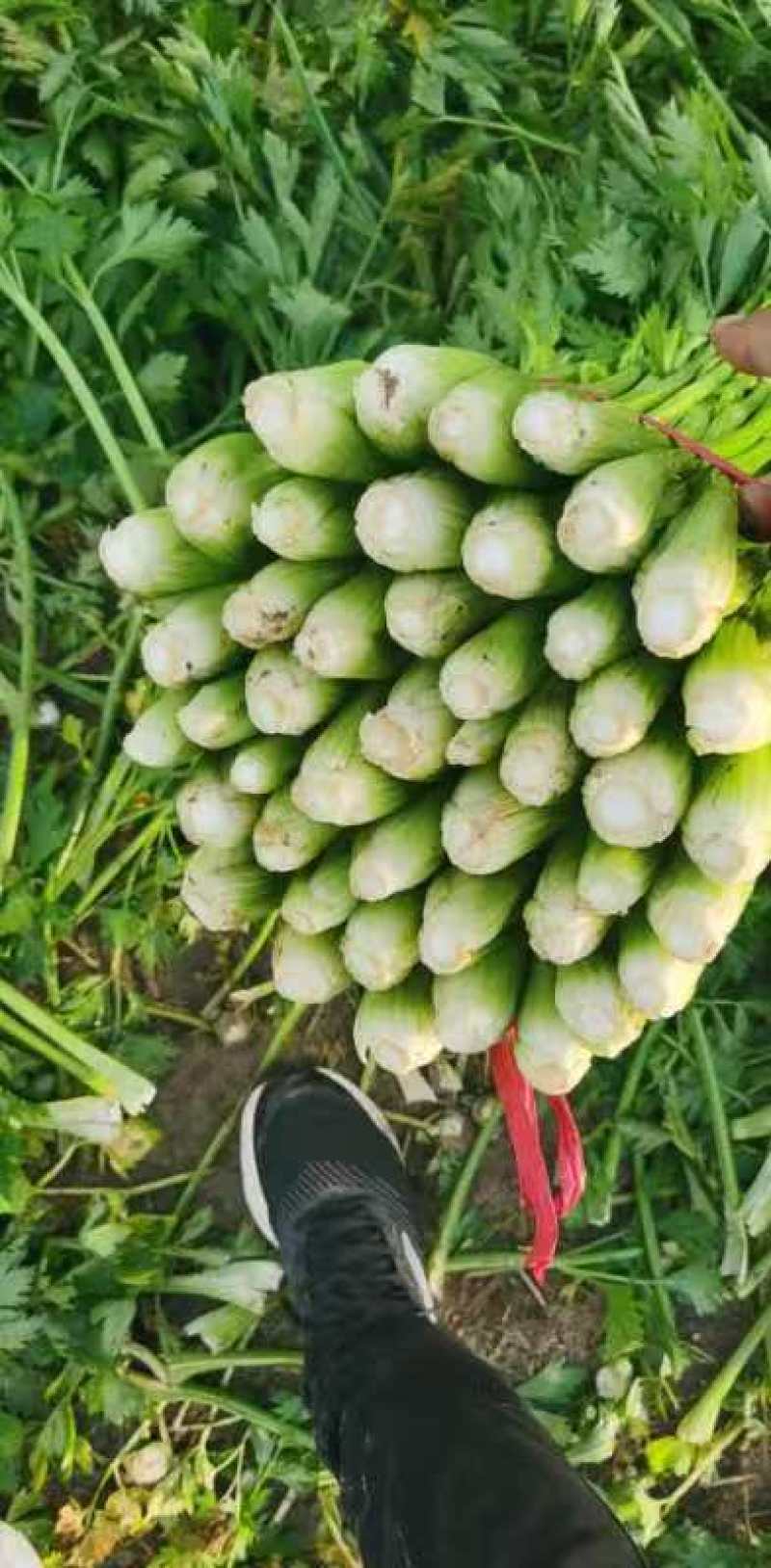优质芹菜法国皇后芹菜河南蔬菜基地直发可视频看货