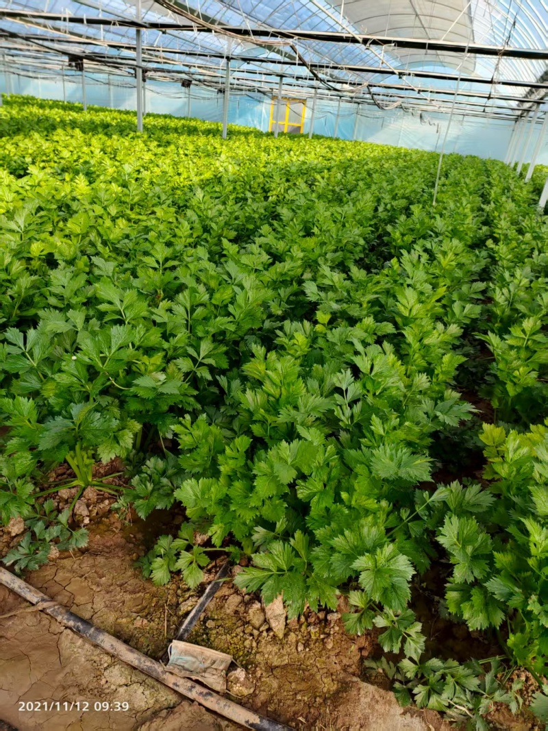优质芹菜法国皇后芹菜河南蔬菜基地直发可视频看货