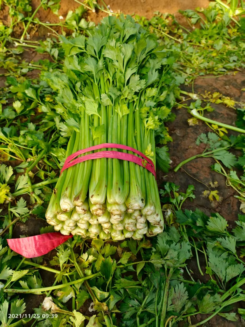优质芹菜法国皇后芹菜河南蔬菜基地直发可视频看货