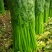 优质芹菜法国皇后芹菜河南蔬菜基地直发可视频看货