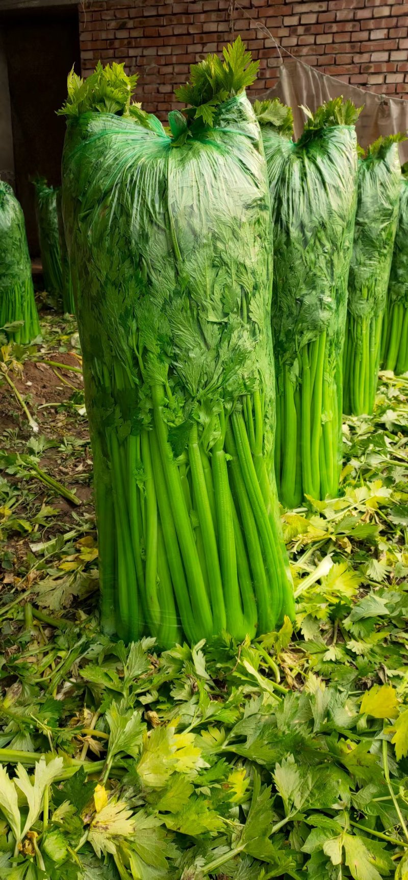 优质芹菜法国皇后芹菜河南蔬菜基地直发可视频看货
