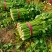 优质芹菜法国皇后芹菜河南蔬菜基地直发可视频看货