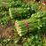 优质芹菜法国皇后芹菜河南蔬菜基地直发可视频看货
