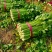 优质芹菜法国皇后芹菜河南蔬菜基地直发可视频看货