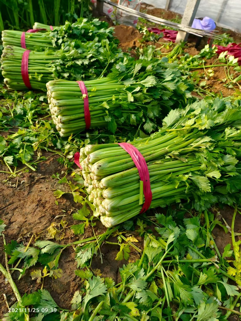 优质芹菜法国皇后芹菜河南蔬菜基地直发可视频看货