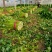 优质芹菜法国皇后芹菜河南蔬菜基地直发可视频看货