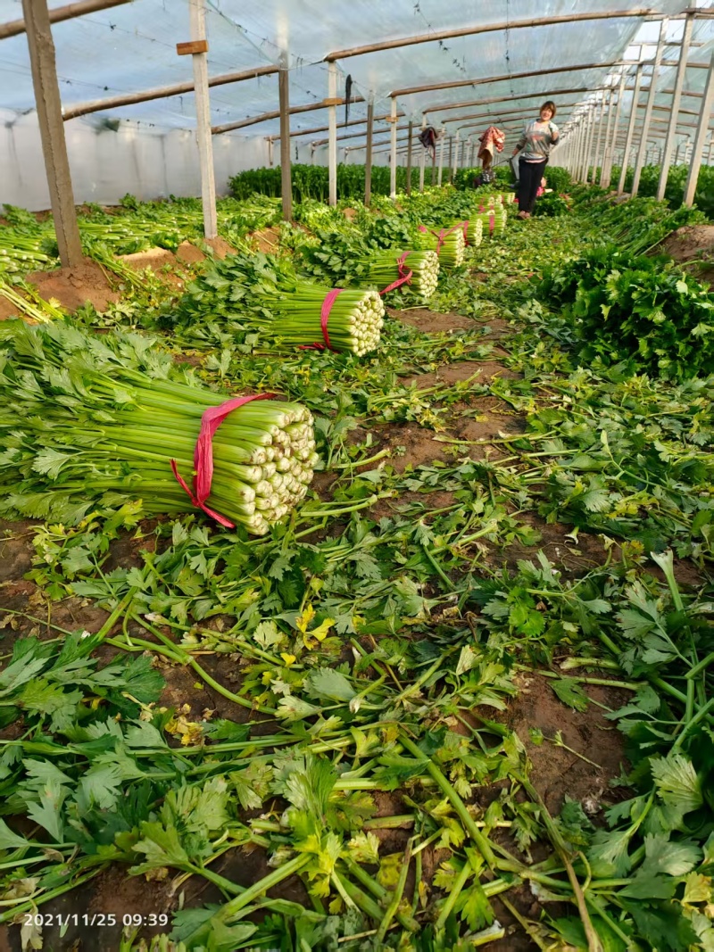 优质芹菜法国皇后芹菜河南蔬菜基地直发可视频看货