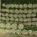 优质芹菜法国皇后芹菜河南蔬菜基地直发可视频看货