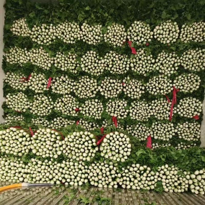 优质芹菜法国皇后芹菜河南蔬菜基地直发可视频看货