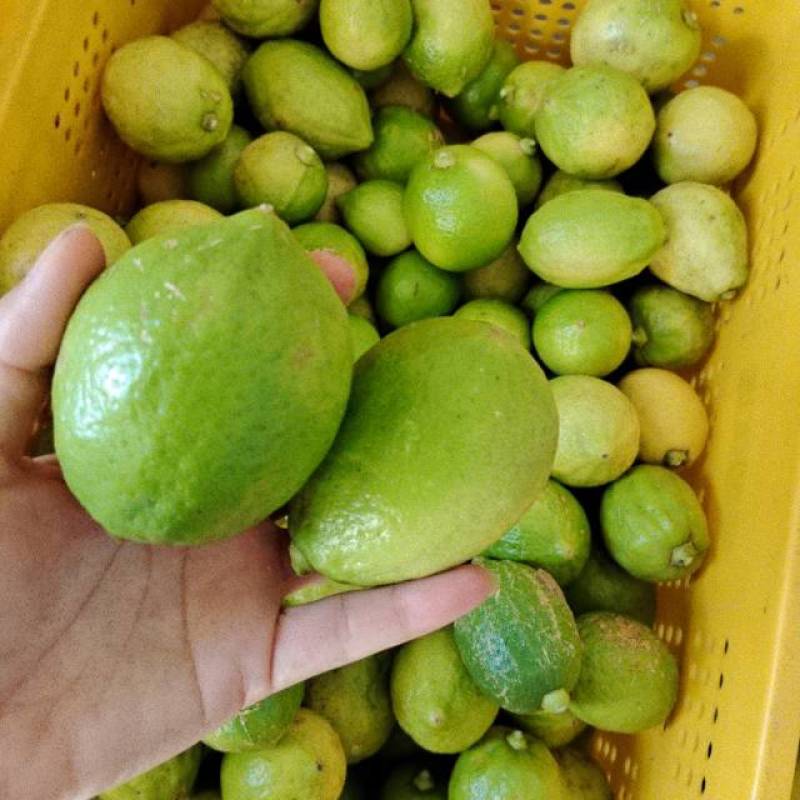 广东香水柠檬发财果