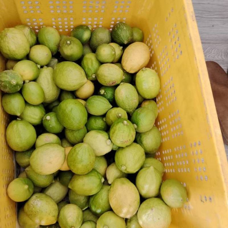 广东香水柠檬发财果