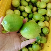 广东香水柠檬发财果