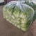 精品生菜货量充足意大利生菜安阳内黄发货量大从优