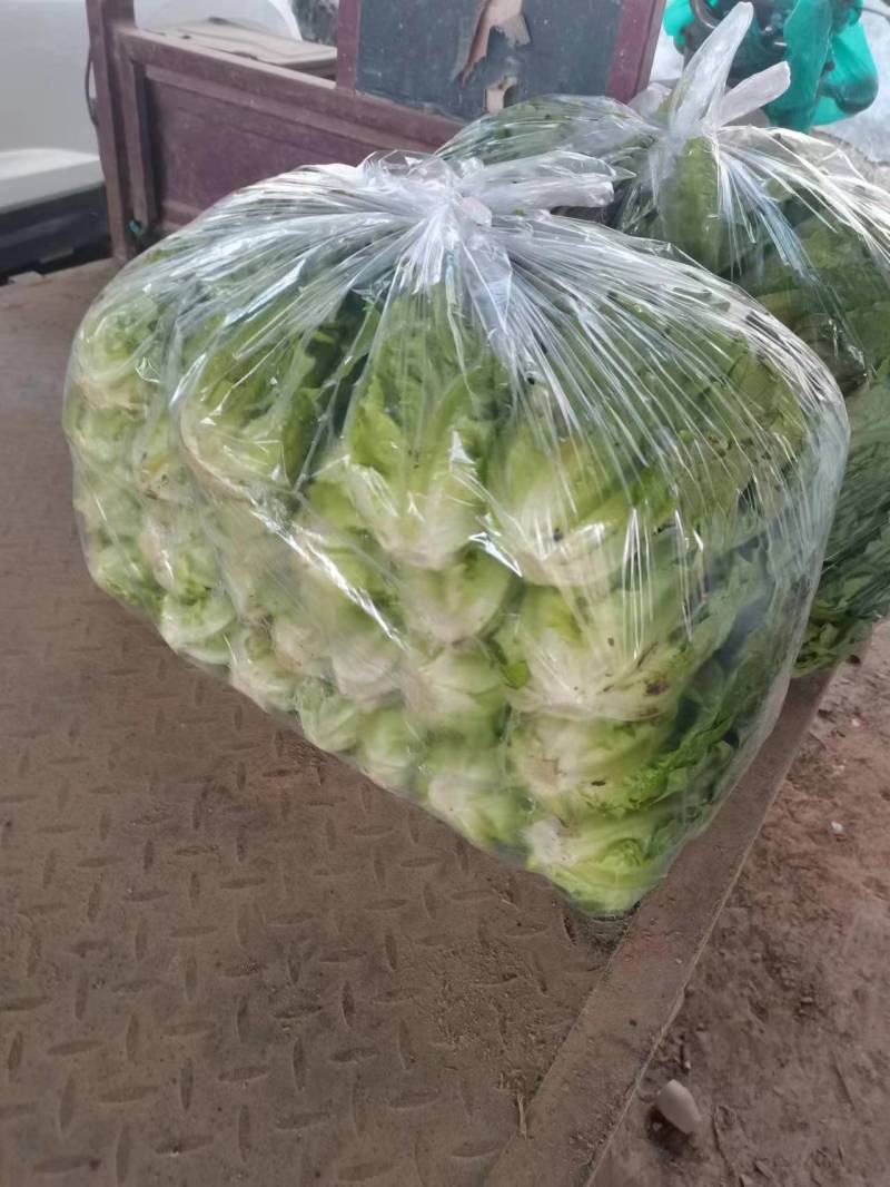 精品生菜货量充足意大利生菜安阳内黄发货量大从优