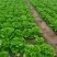 精品生菜货量充足意大利生菜安阳内黄发货量大从优