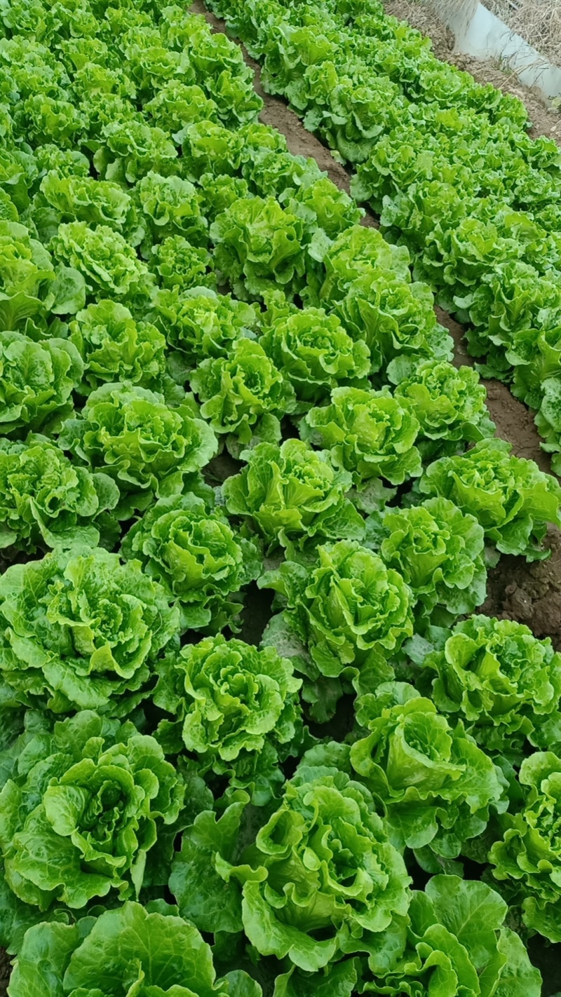 精品生菜货量充足意大利生菜安阳内黄发货量大从优