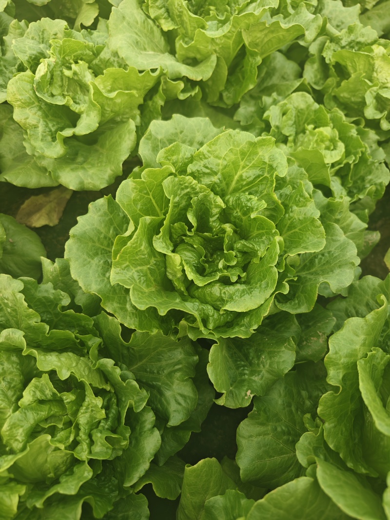 精品生菜货量充足意大利生菜安阳内黄发货量大从优