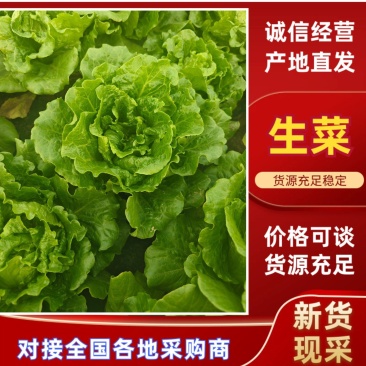 精品生菜货量充足意大利生菜安阳内黄发货量大从优