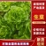 精品生菜货量充足意大利生菜安阳内黄发货量大从优
