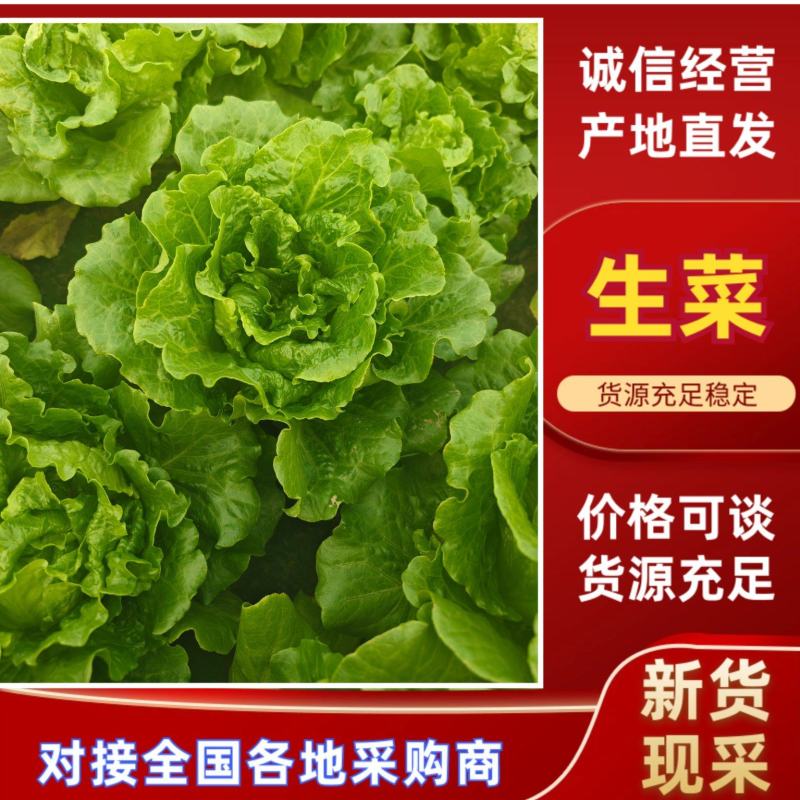 精品生菜货量充足意大利生菜安阳内黄发货量大从优