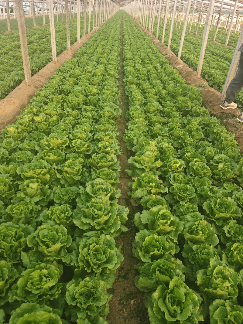 精品生菜货量充足意大利生菜安阳内黄发货量大从优