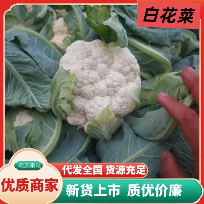 白菜花实花菜对接市场电商商超货架稳定可视频看货