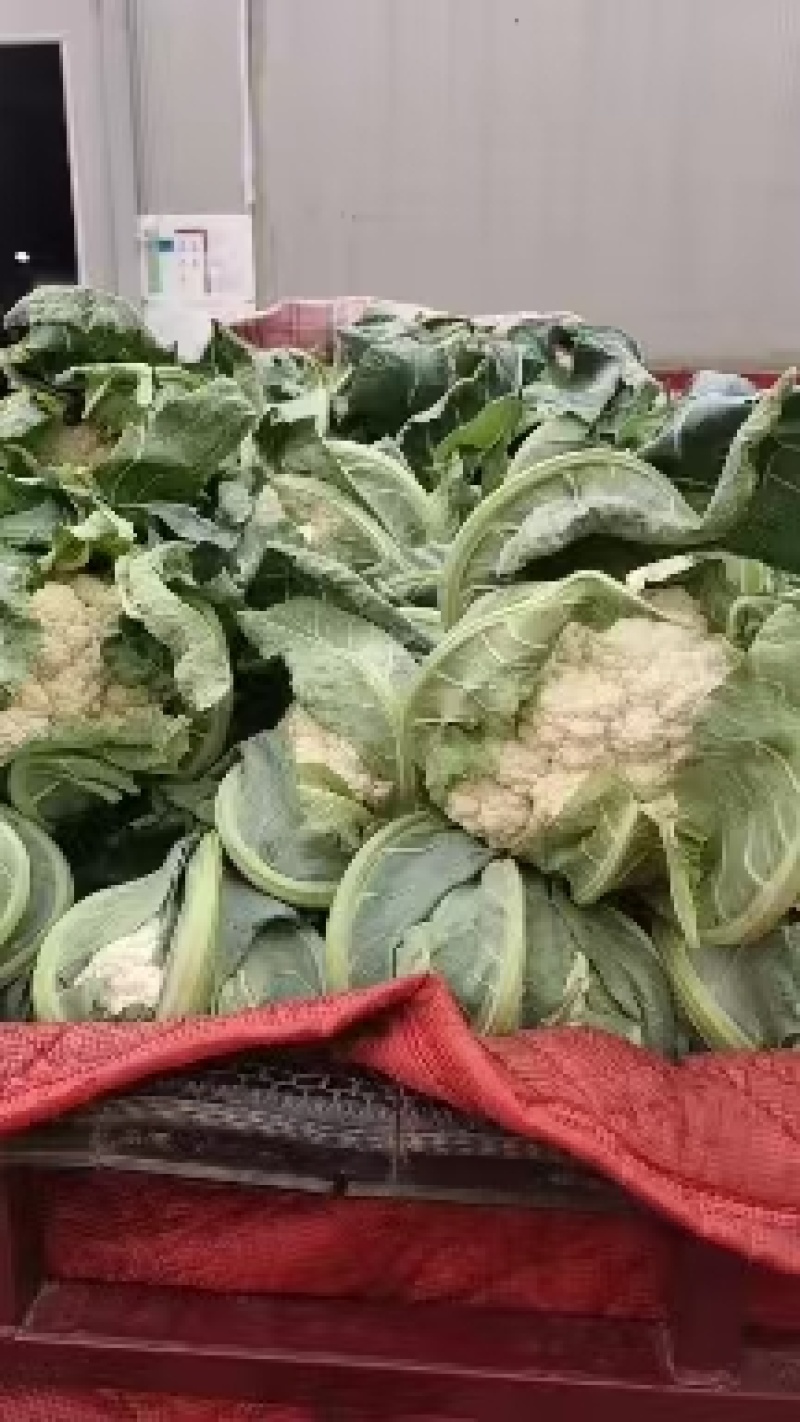 白菜花实花菜对接市场电商商超货架稳定可视频看货
