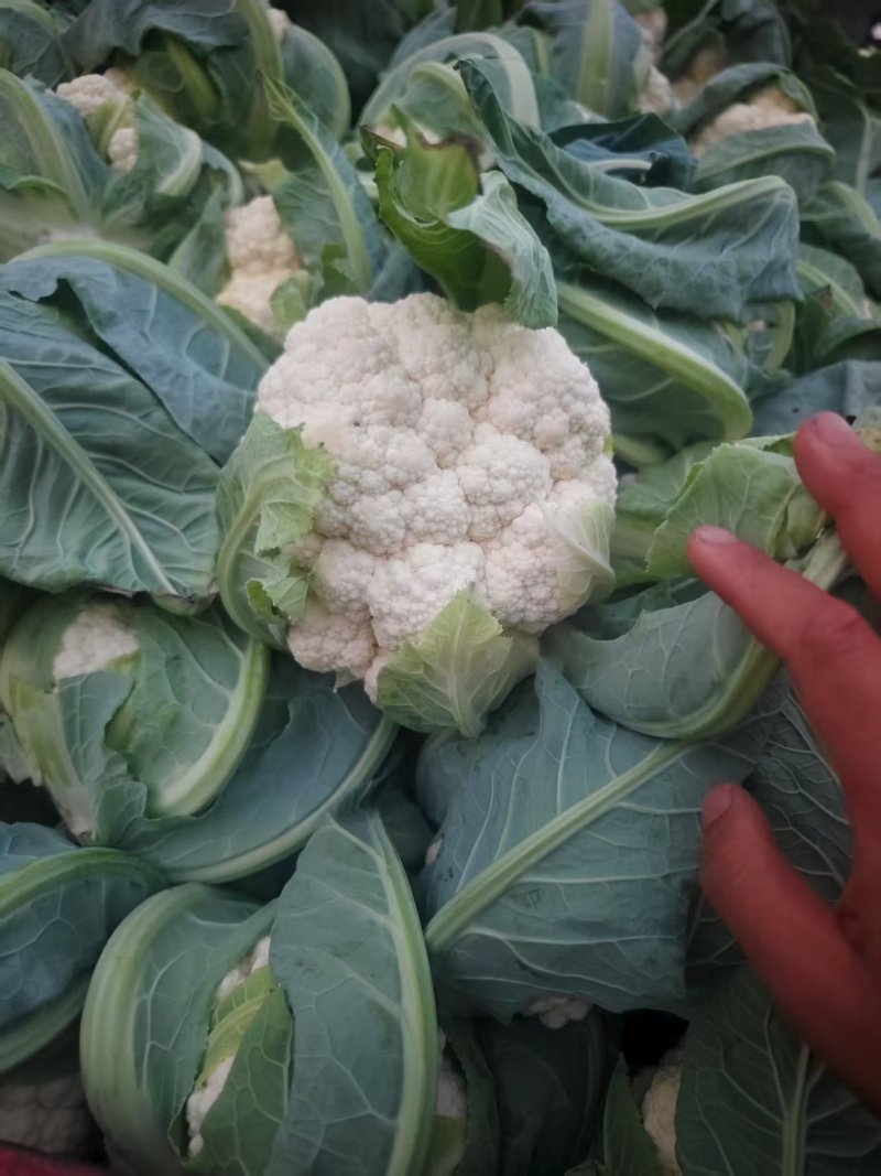 白菜花实花菜对接市场电商商超货架稳定可视频看货