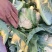 白菜花实花菜对接市场电商商超货架稳定可视频看货