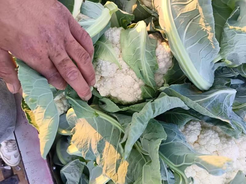 白菜花实花菜对接市场电商商超货架稳定可视频看货