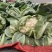 白菜花实花菜对接市场电商商超货架稳定可视频看货