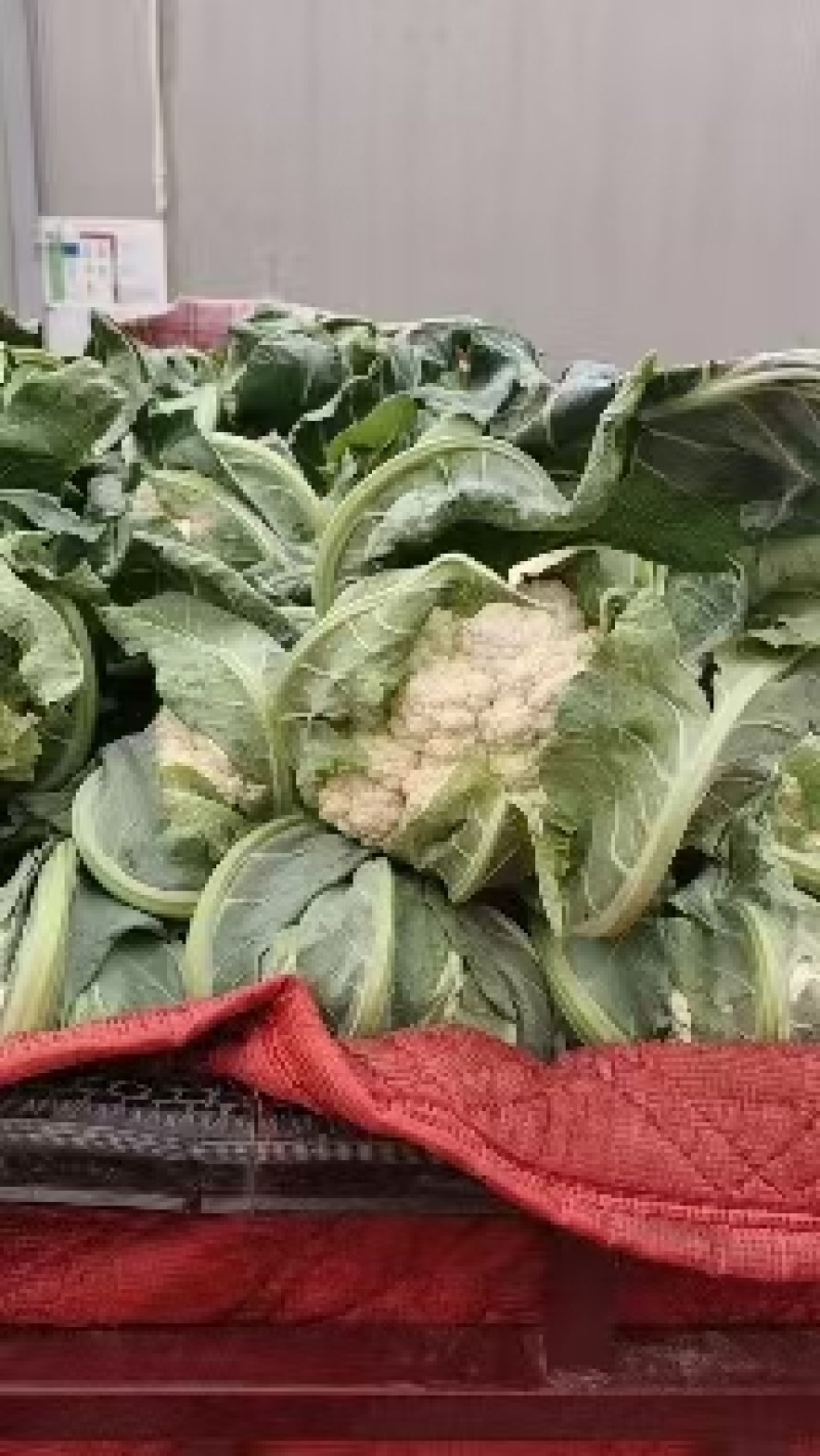 白菜花实花菜对接市场电商商超货架稳定可视频看货