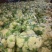 白菜花实花菜对接市场电商商超货架稳定可视频看货