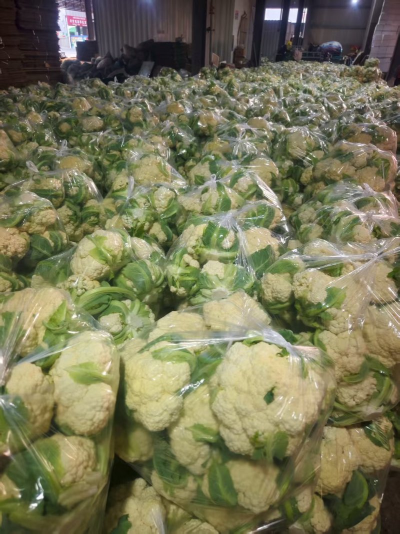 白菜花实花菜对接市场电商商超货架稳定可视频看货