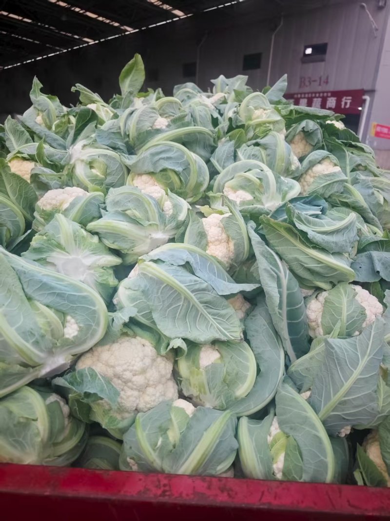 白菜花实花菜对接市场电商商超货架稳定可视频看货