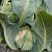 白菜花实花菜对接市场电商商超货架稳定可视频看货