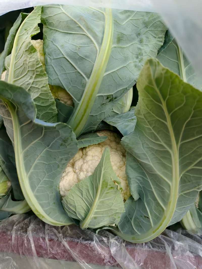 白菜花实花菜对接市场电商商超货架稳定可视频看货