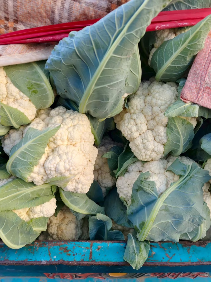 白菜花实花菜对接市场电商商超货架稳定可视频看货