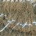 精品干豆角脱水长豆角脱水架豆王基地直供大量供应