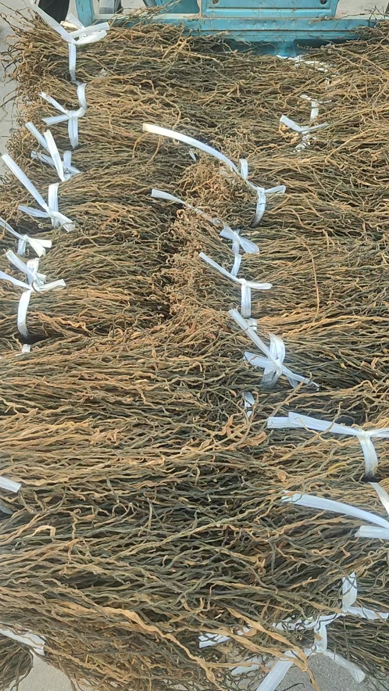 精品干豆角脱水长豆角脱水架豆王基地直供大量供应