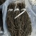 精品干豆角脱水长豆角脱水架豆王基地直供大量供应