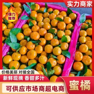 特早蜜橘普早蜜橘产地一手货源专业对接电商团购平台市场需求