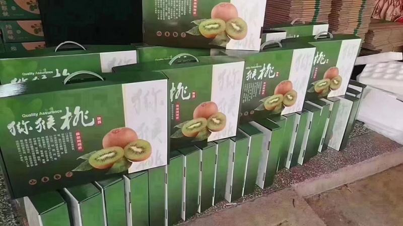 周至猕猴桃开园了