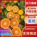 蜜橘特早蜜橘【早中晚】熟蜜橘大量供应地头鲜果采装上车