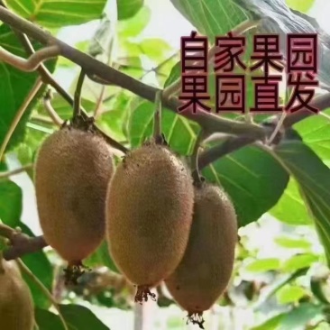 周至猕猴桃开园了