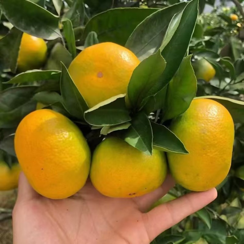 蜜橘柑桔云南蜜橘现摘现发皮薄味甜保质保量