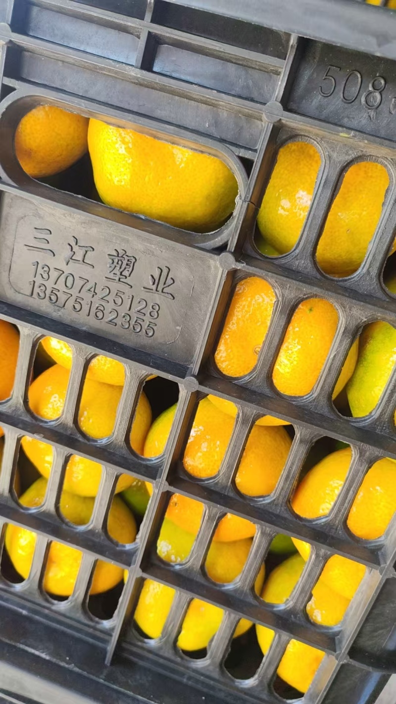 蜜橘柑桔云南蜜橘现摘现发皮薄味甜保质保量