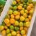 蜜橘柑桔云南蜜橘现摘现发皮薄味甜保质保量