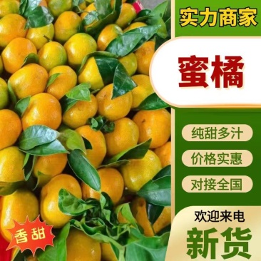 蜜橘云南特早蜜橘产地一手货源对接农户鲜果现采现摘代收代发